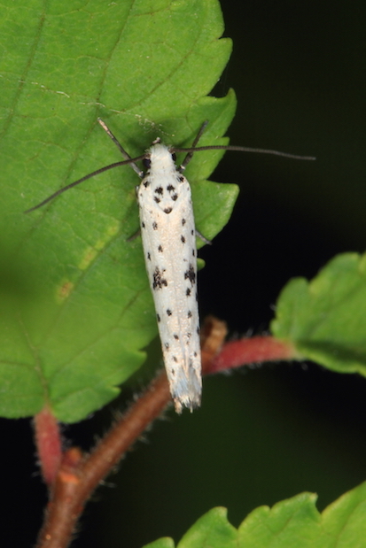 Yponomeuta sp. II - Yponomeuta plumbella